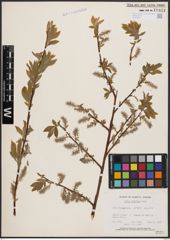 Salix bebbiana Sarg.